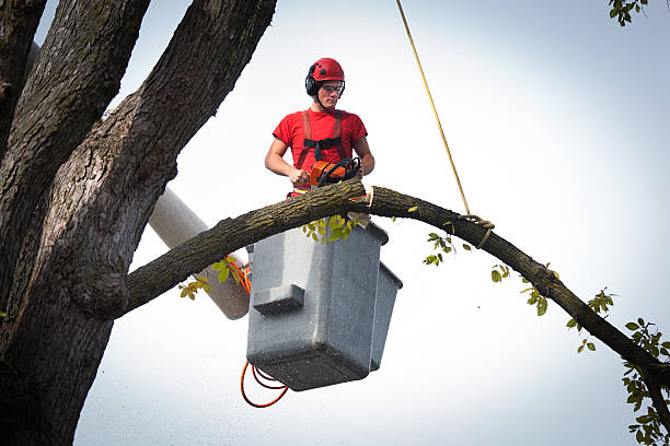 How Our Tree Care Process Works  in  Yorba Linda, CA